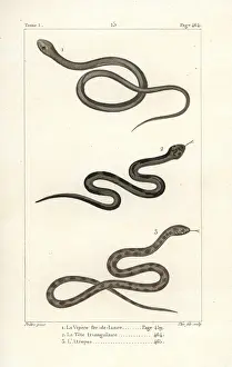 Tete: Lancehead viper, Ceylon pit viper and berg adder