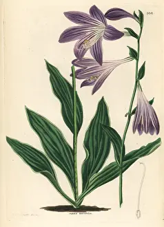 Plantain: Lanceleaf plantain lily, Hosta lancifolia