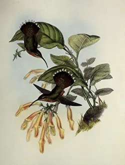 Lanceolata: Lanceolate Hermit, Glaucis Lanceolata