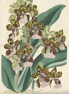 Suriname: Lance's trichocentrum, Trichocentrum lanceanum