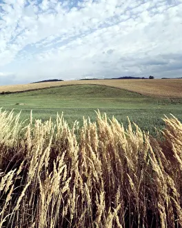 Sybek: Land - countryside - grain - sky - clouds - summer