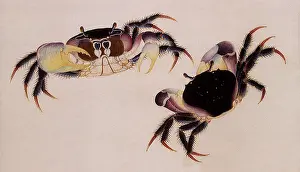 Vivid: Two Land Crabs