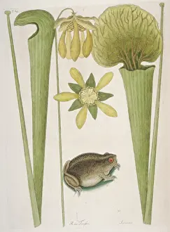 Amphibia: Land Frog
