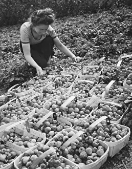 Picker: Land Girls WWII