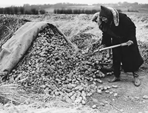 Landgirl: Land Girls WWII