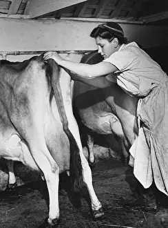 Milking: Land Girls WWII