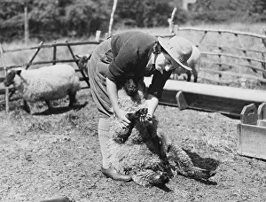 Shepherdess: Land Girls WWII
