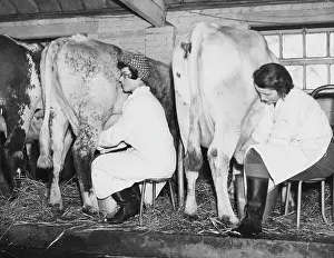 Milking: Land Girls WWII