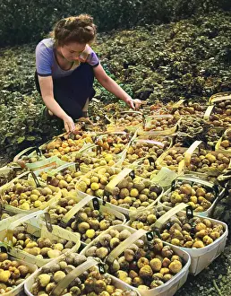 Picker: Land Girls WWII