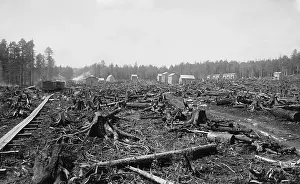 Thrived: Land littered with the stumps of trees in ?