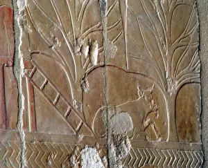 1490: The Land of Punt. Temple of Hatshepsut. Deir el-Bahari. Eg