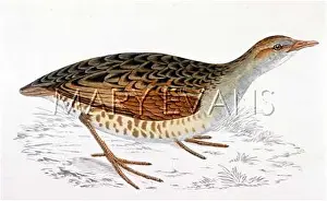 Pratensis: LAND RAIL (MORRIS)