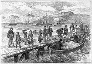 Stretchers: Landing dried cod at Reykjavik