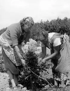 Fieldwork: Landjahrmaedel at work in a nursery, 1939