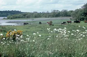 Nora: Landscape with Cows ? and lake with gorse