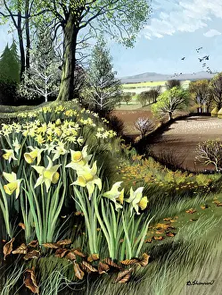 Shannon: Landscape with daffodils