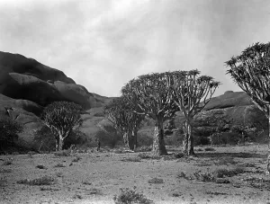 Namibian: Landscape in Namibia, 1921