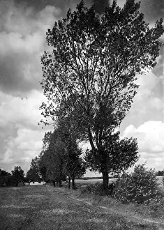 Poplars: Landscape with poplars in East Prussia