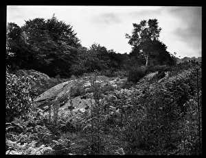 Ferns: Landscape with rocks, ferns and trees