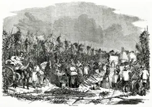 Hops: Landscape Scene of Hop Picking 1858