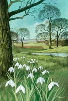 Shannon: Landscape with Snowdrops