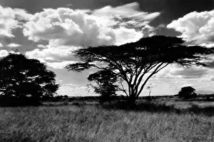 Edwina: Landscape in Tanzania, 1931