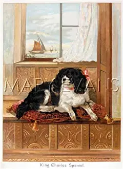 LANDSEER K C SPANIEL