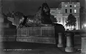 Highlighting: A Landseer Lion at Night