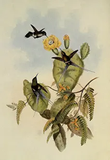 Cacti: Langsdorff's Thorn-Tail, Gouldia Langsdorffi