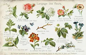 Thorny: Language of Flowers Card