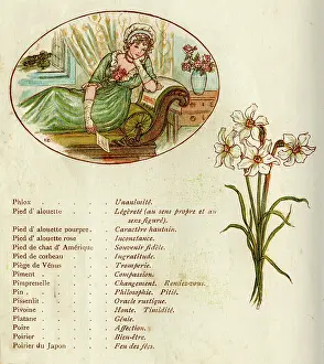 Anxiety: The Language and Meaning of Flowers