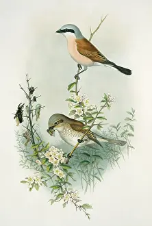 Brow: Lanius collurio, red-backed shrike