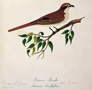 Bushby: Lanius cristatus, brown shrike