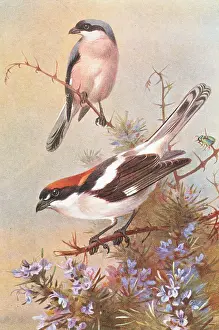 Nape: Lanius minor, lesser grey shrike, Lanius senator, woodchat s