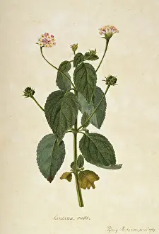 Lantana: Lantana mista