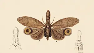 Arthropods: Lantern Bug (Fulgora graciliceps)