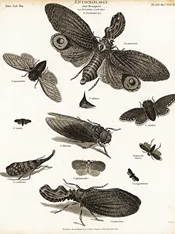 Universal Dictionary: Lantern flies, cicadas, planthoppers, etc