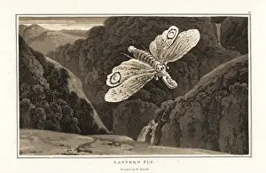 Zoography: Lantern fly, Fulgora laternaria
