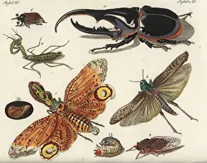 Melolontha: Lantern fly, locust, mantis, cicada and beetles