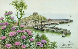 Rhododendron: Lantern Hill and Pier, Ilfracombe, North Devon