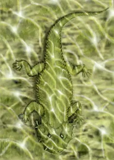 Rippled: Lanthanosuchus, an extinct genus of parareptile