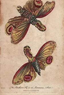 Siblys: Lanthorn fly or Lantern fly in its luminous