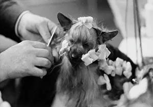 Curlers: Lapdog with hair in curlers