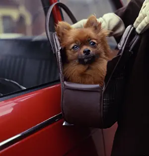 Lapdog: Lapdog in a handbag