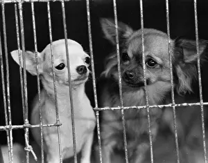 Lapdog: Two lapdogs behind bars