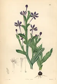 Fynbos: Lapeirousia anceps
