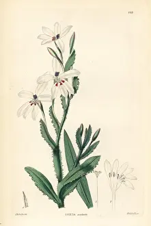 Stemmed: Lapeirousia fabricii