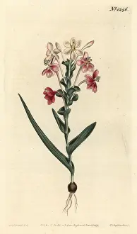 Pyramidalis: Lapeirousia pyramidalis