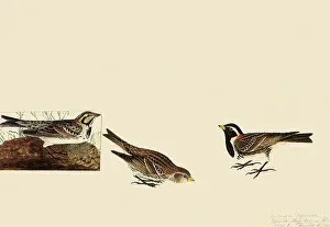 Lapland: Lapland Longspur