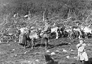 Laplanders: Laplanders milking reindeer